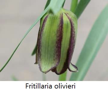 Fritillaria olivieri